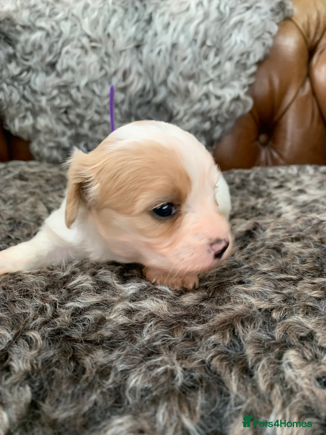 Cavachon dogs for sale: Beautiful F1 Cavachon Puppies - Advert 10