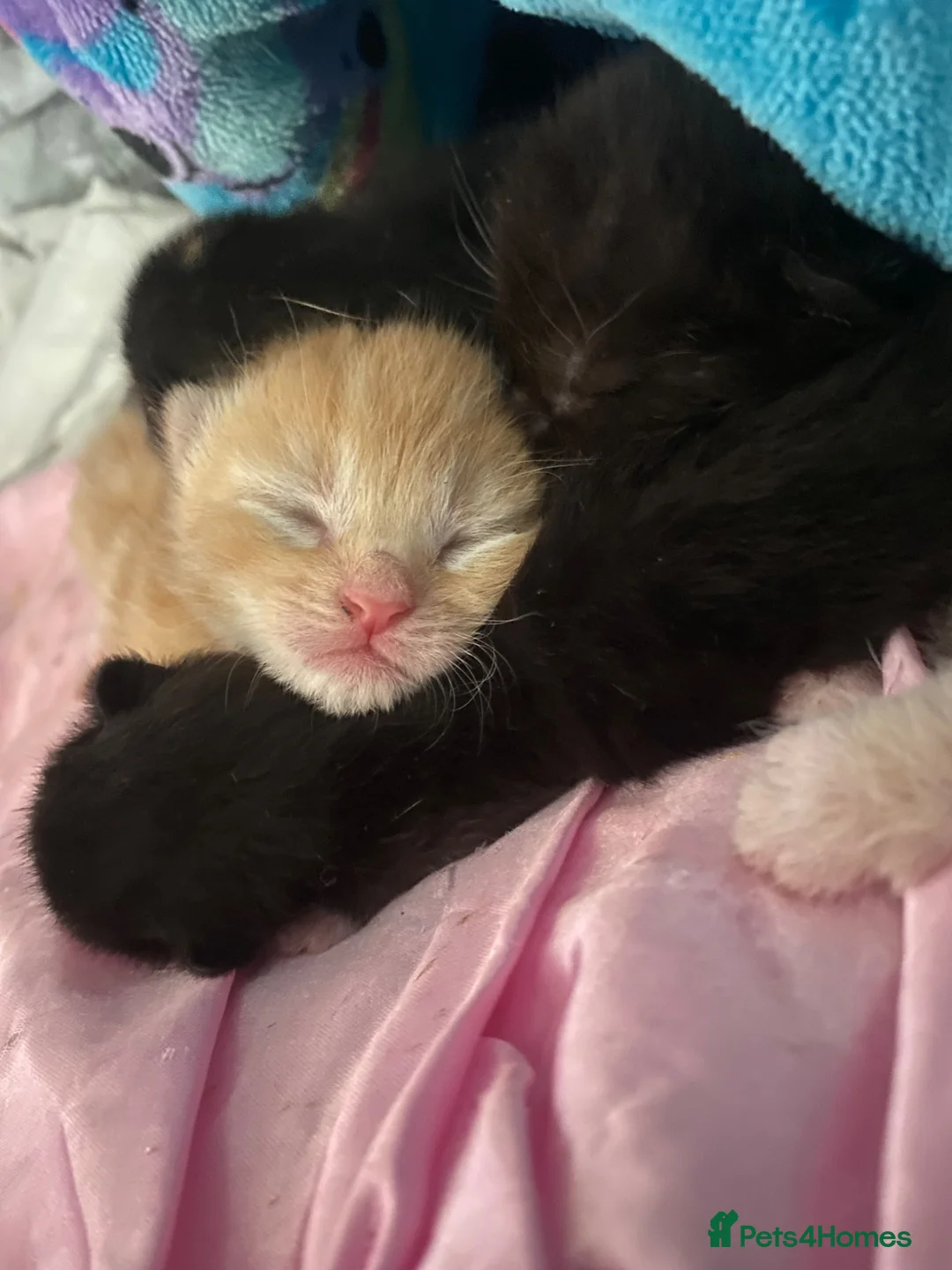 Domestic Shorthair cats for sale: Beautiful kittens for sale in Leicester - Advert 1
