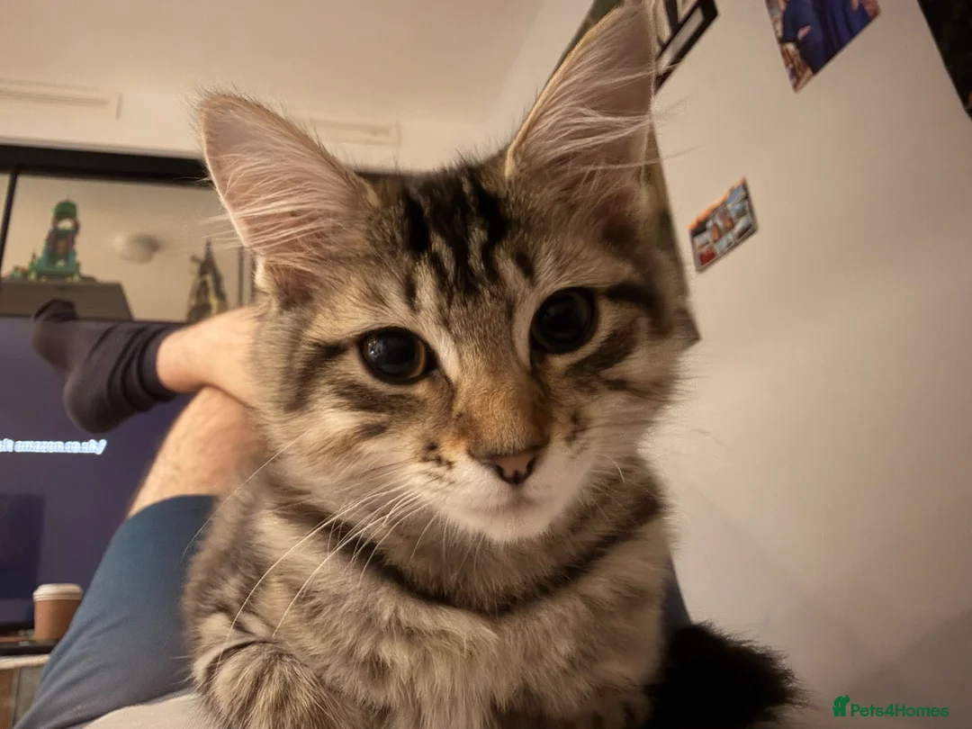 Mixed Breed cats for sale: Maxed breed kitten for sale  - Advert 2