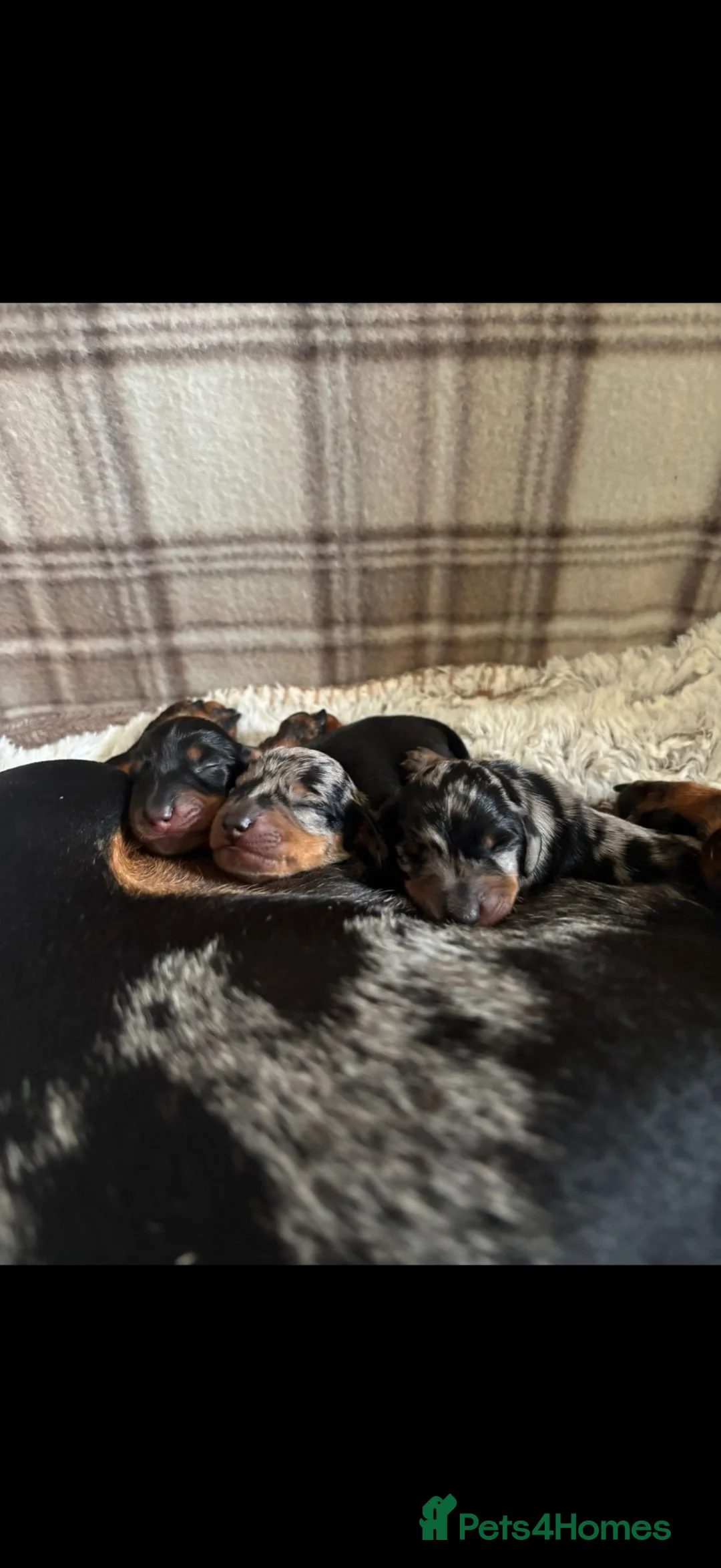 Miniature Dachshund dogs for stud: Miniature chocolate and tan(3.8kg)long carrier - Advert 8