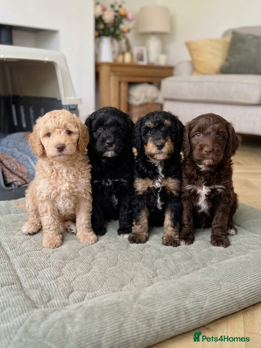 Cavapoo dogs Gorgeous F1B Cavapoo puppy - health checked - Advert 12