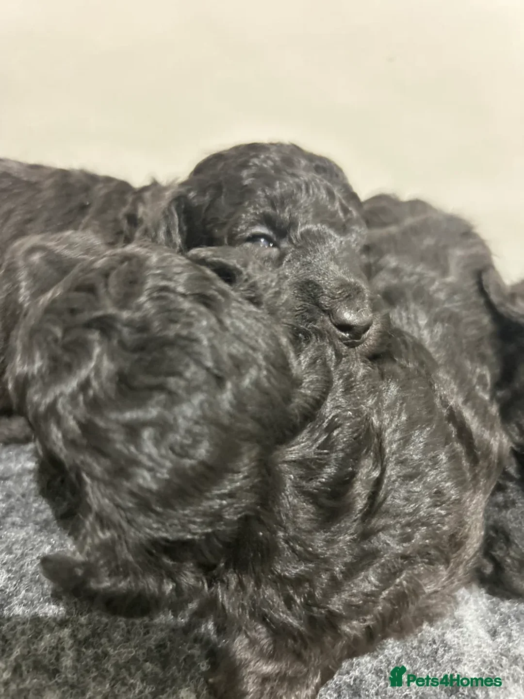 Toy Poodle dogs for sale: OUTSTANDING TOY SILVER POODLE BOYS DNA 🧬 CLEAR - Advert 4