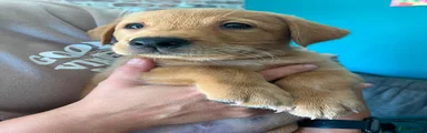 Labrador Retriever 2