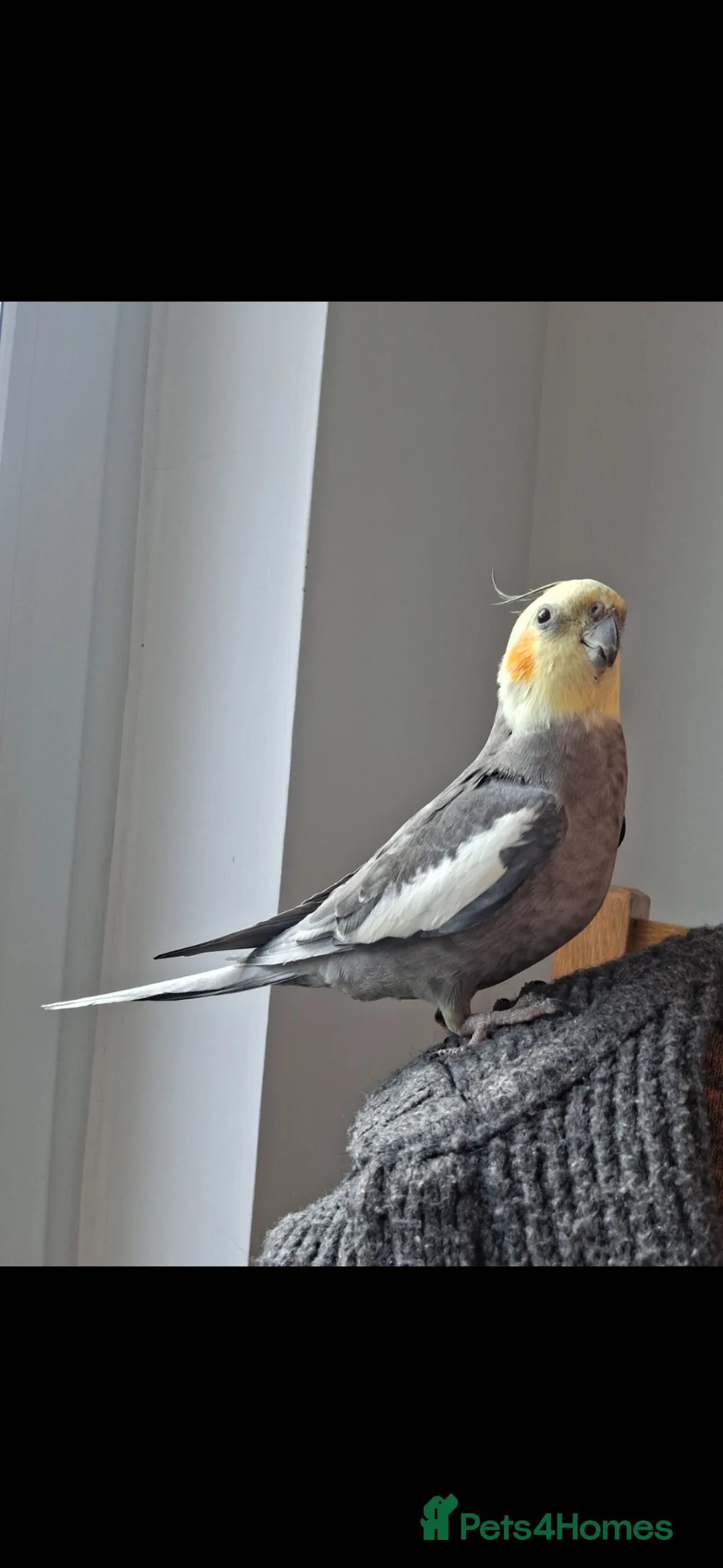 Cockatiels birds for sale: Male bird with cage - Advert 2