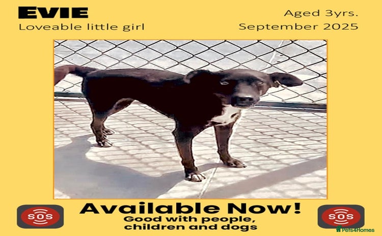 Mixed Breed dogs - Advert 8