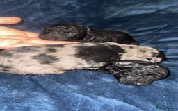 Labradoodle dogs for sale: *ONLY 2 LEFT*, ready to leave 31st oct!! - Image 18