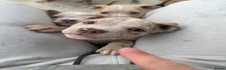 American Bully dogs for sale: Pocket bully puppies  - Advert 5