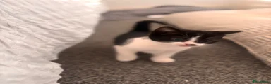 Mixed Breed Kitten 1