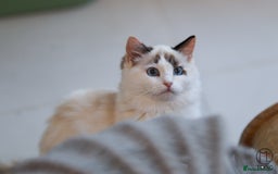 Ragdoll cats for sale: Rare colour GCCF kittens from Champion lines - Image 12