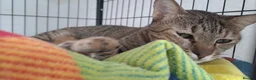 Mixed Breed cats for adoption: Little Joana - gentle loving girl - Advert 7