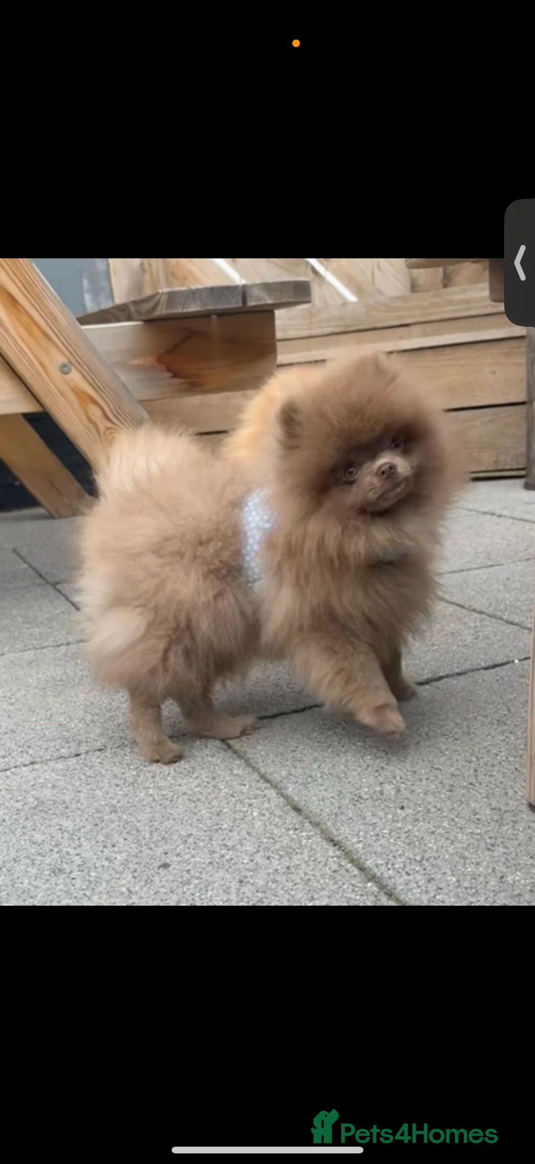 Pomeranian dogs for stud: Lilac Pomeranian for stud - Advert 3