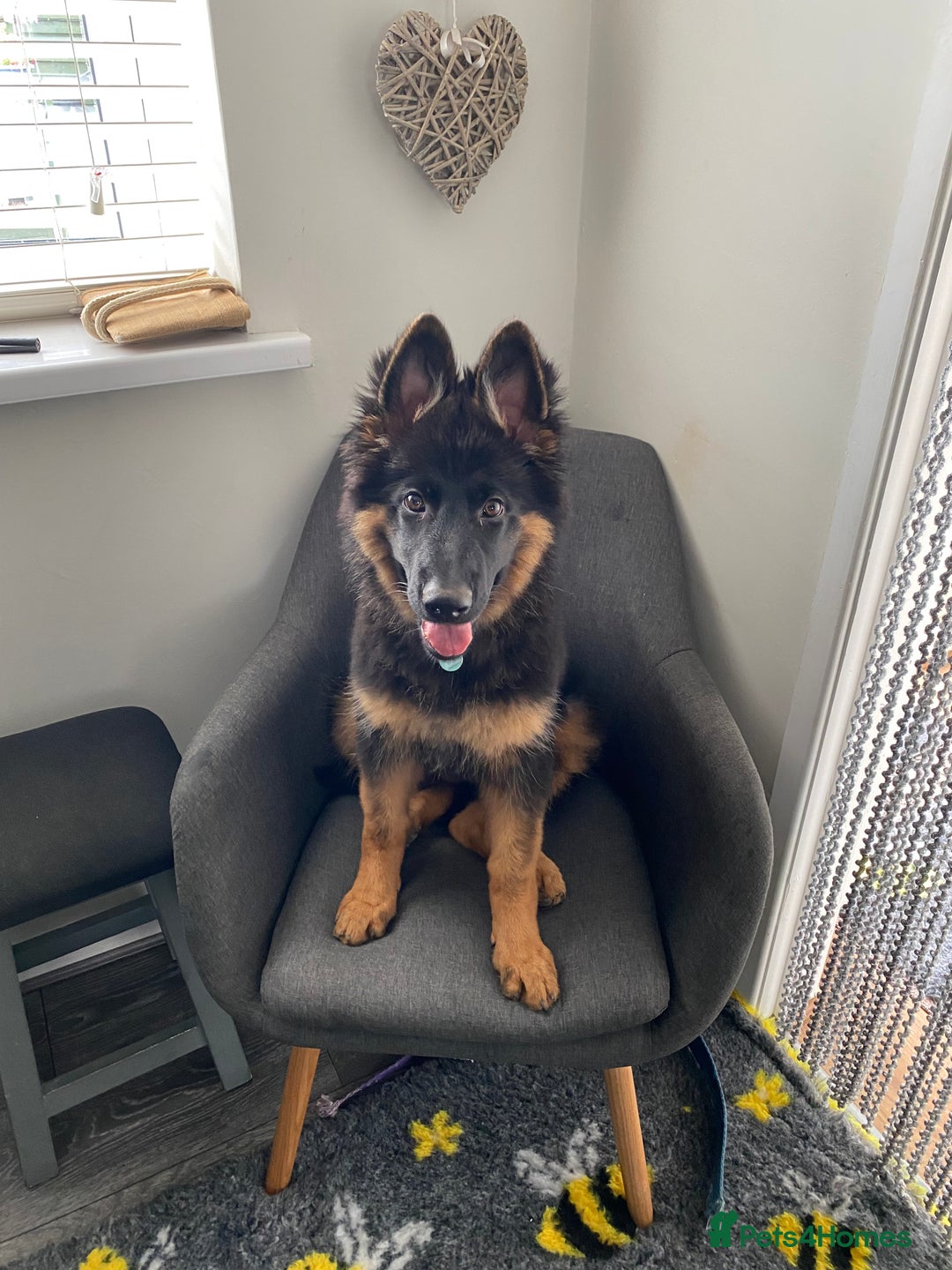 German Shepherd dogs for sale: Female German shepherd puppy - Image 1