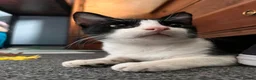 Mixed Breed cats for adoption: Indoor Rescue Mickey Mouse 🖤 in Norwich - Advert 5