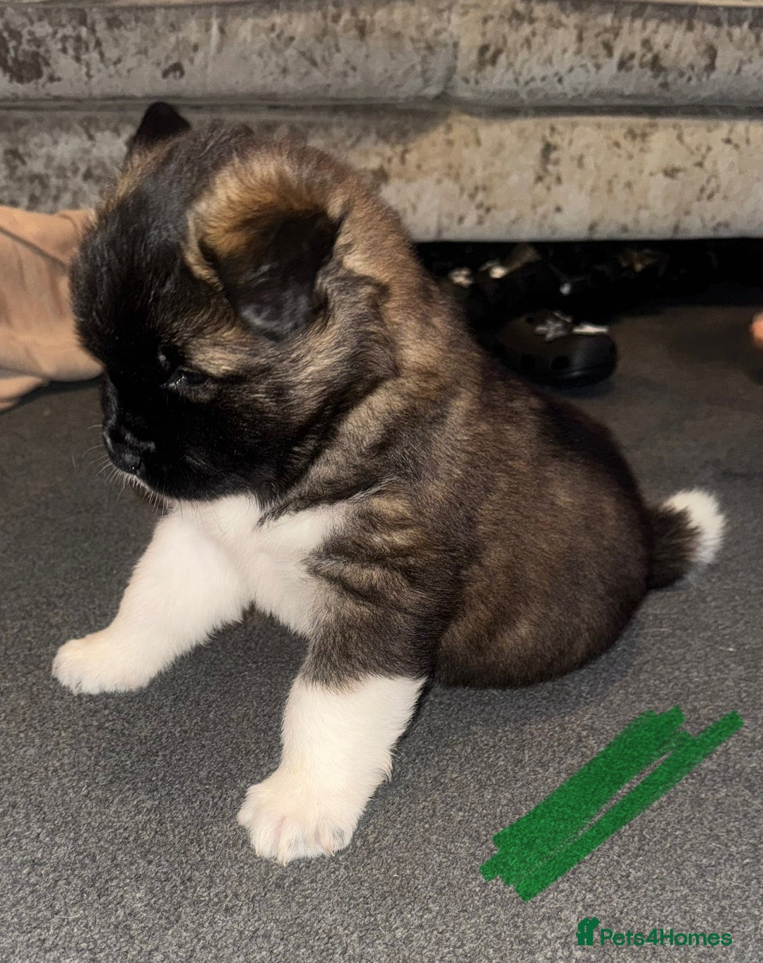 Akita dogs for sale: Akita puppies for sale  - Advert 11