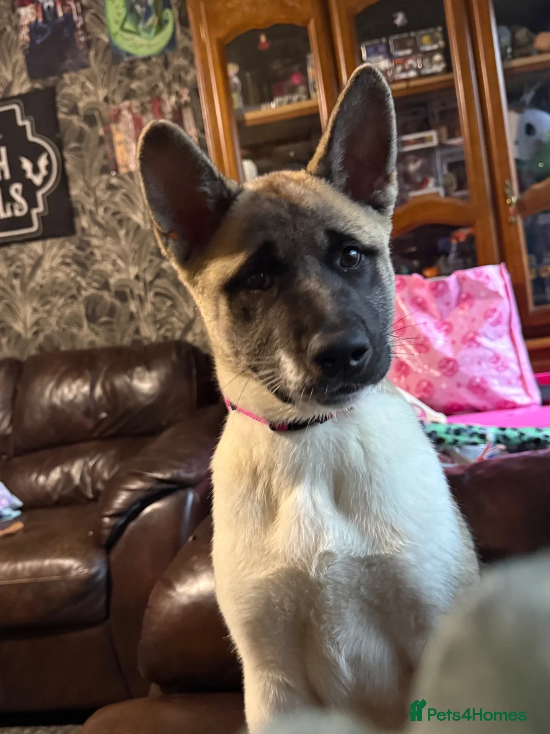 Akita dogs for sale: female akita puppy  - Advert 9