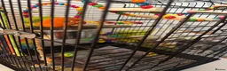 Lovebirds birds for sale: Baby orange and green lovebird  in Sheffield - Advert 4