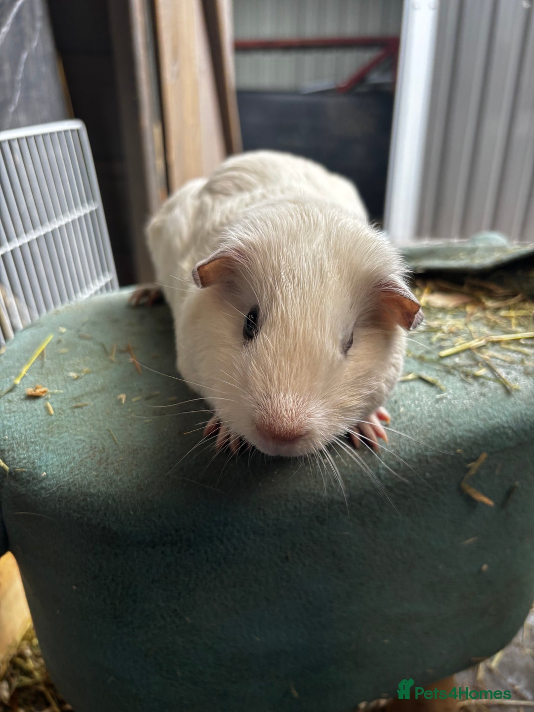 Guinea Pig rodents for sale: Guinea pigs - Image 10