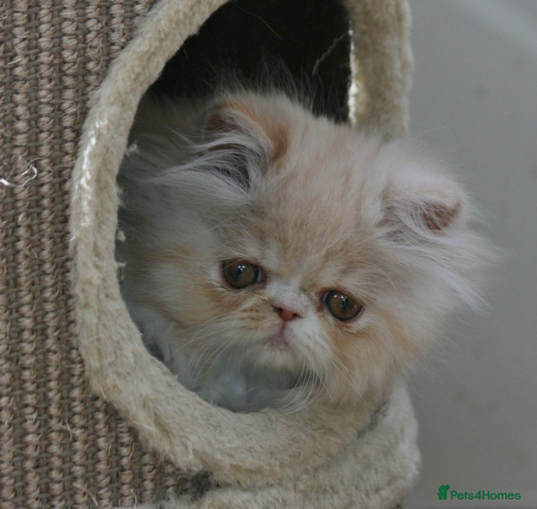 Persian cats for sale: Fluffy Persian Exotic kittens - Image 4
