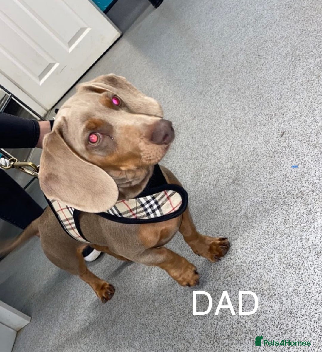 Miniature Dachshund dogs for sale: Adorable KC Registered Miniature Dachshund Puppies - Advert 13