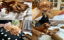 Cocker Spaniel dogs for sale: Working cocker spaniels (red)  - Image 2