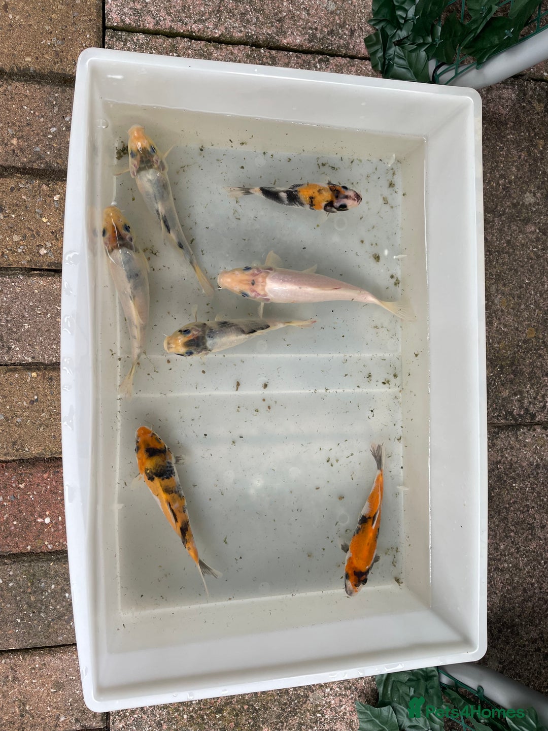 Koi Carp fish for sale: 💥QUALITY KOI CARP COLOURFUL NICE SELECTION💥 - Image 18