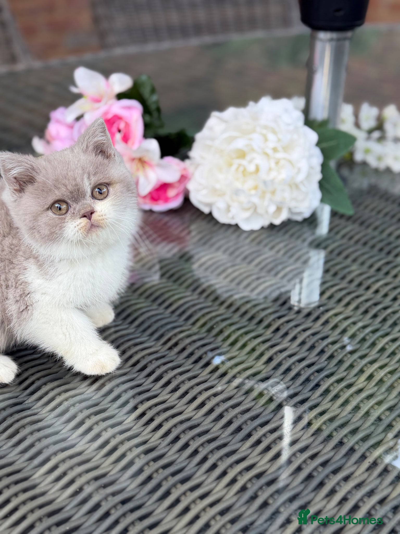 British Shorthair cats Full Pedigree/Registered BSH from £995 - Advert 2