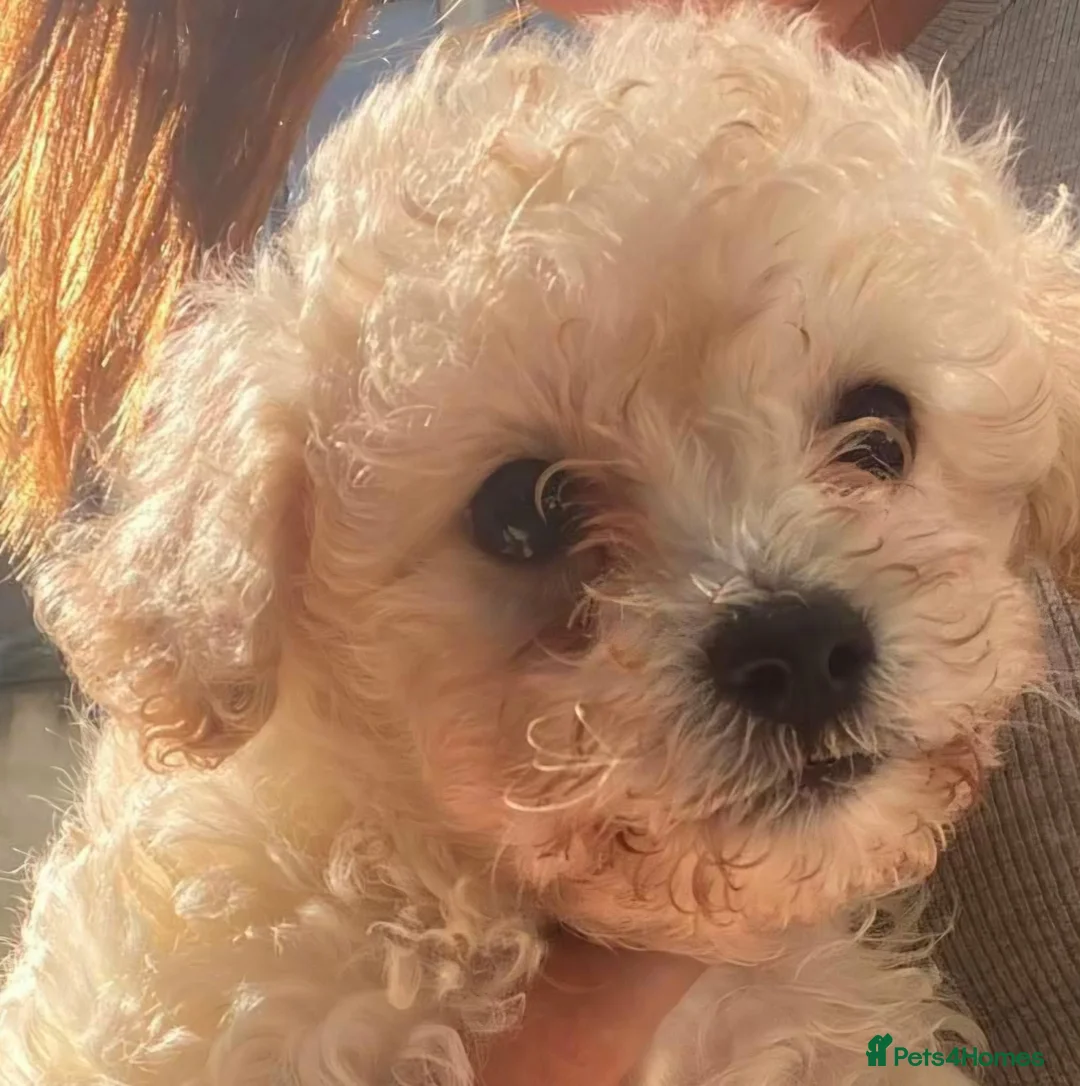 Cavapoochon dogs for sale: A beautiful Cavapoochon girl reade to leave now  - Advert 2