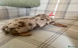 Miniature Dachshund dogs for sale: Stunning small Miniature Daschund’s - Image 8
