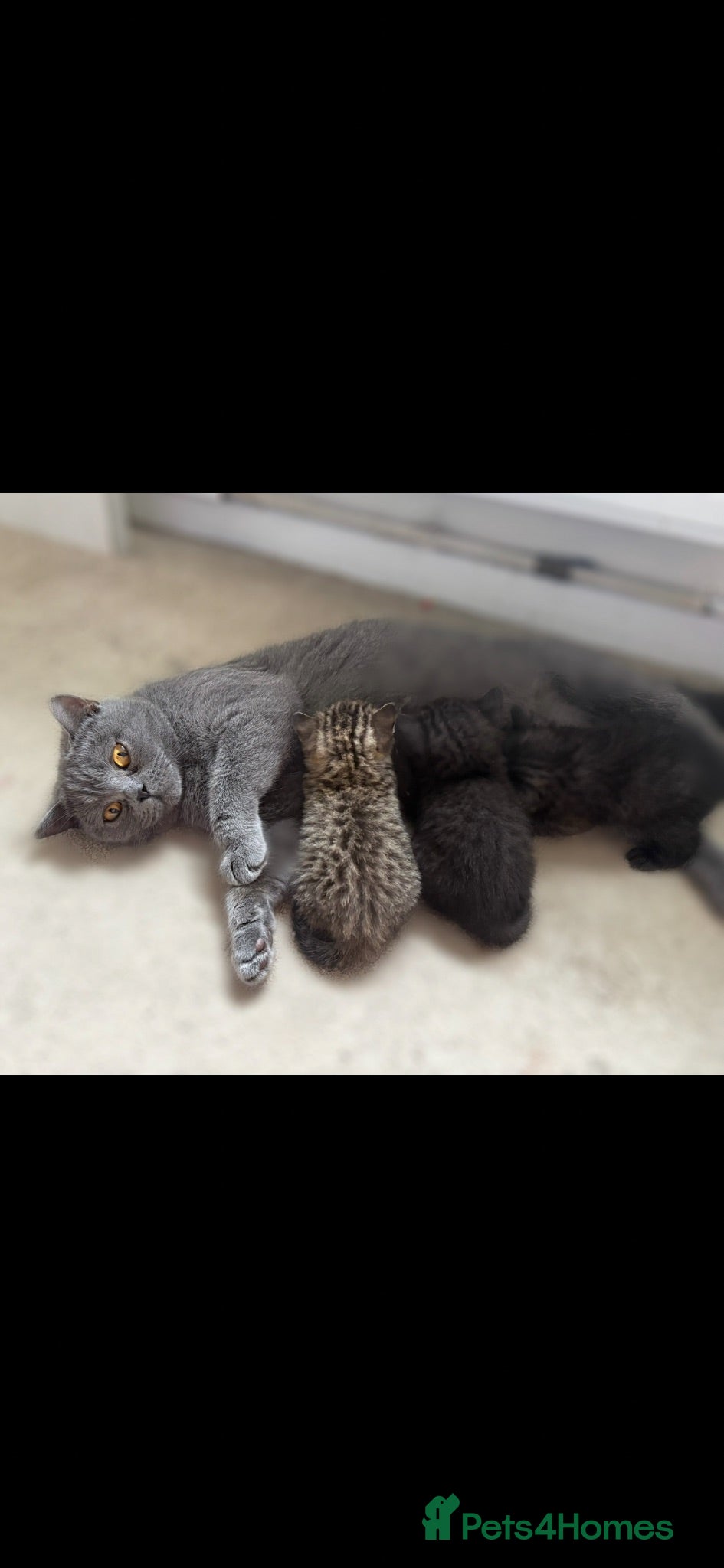 Mixed Breed cats Gorgeous half British Shorthair kitties - Advert 1