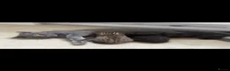Mixed Breed cats for sale: Gorgeous half British Shorthair kitties - Advert 1