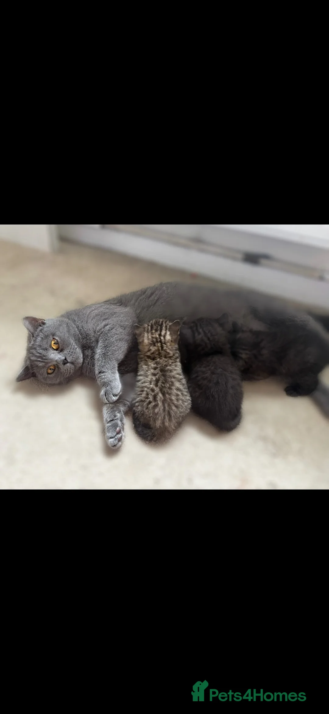 Mixed Breed cats for sale: Gorgeous half British Shorthair kitties - Advert 1