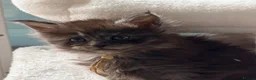 Maine Coon cats for sale: Beautiful high smoked and smoked kittens for sale  - Advert 35
