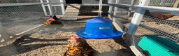 Mixed Breed poultry for sale: Selling Collection - Turkeys, Chickens and Quail - Advert 2