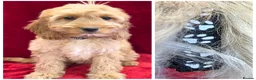 Cockapoo dogs for sale: Stunning F1 Cockapoos - Advert 7