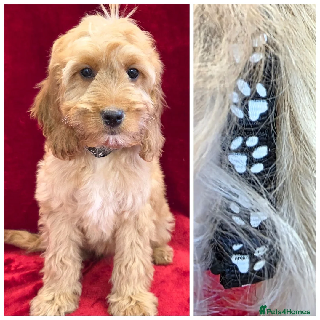 Cockapoo dogs for sale: Stunning F1 Cockapoos - Advert 7