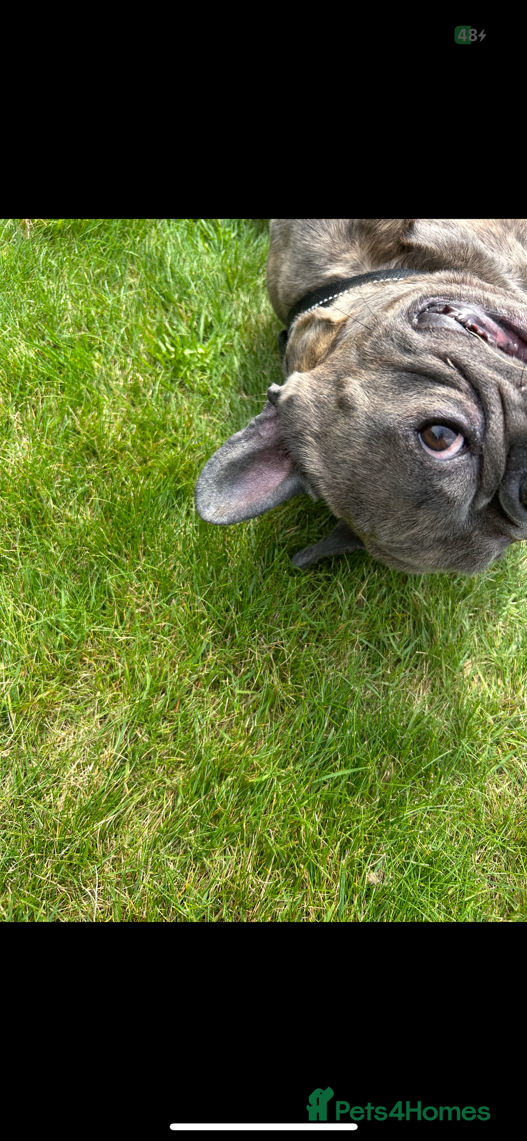 French Bulldog dogs for sale: Tyson  - Image 2