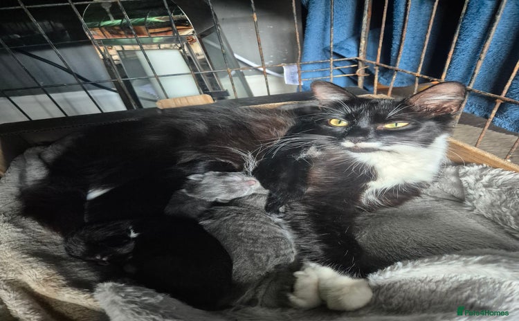 British Longhair cats for sale - Advert 1