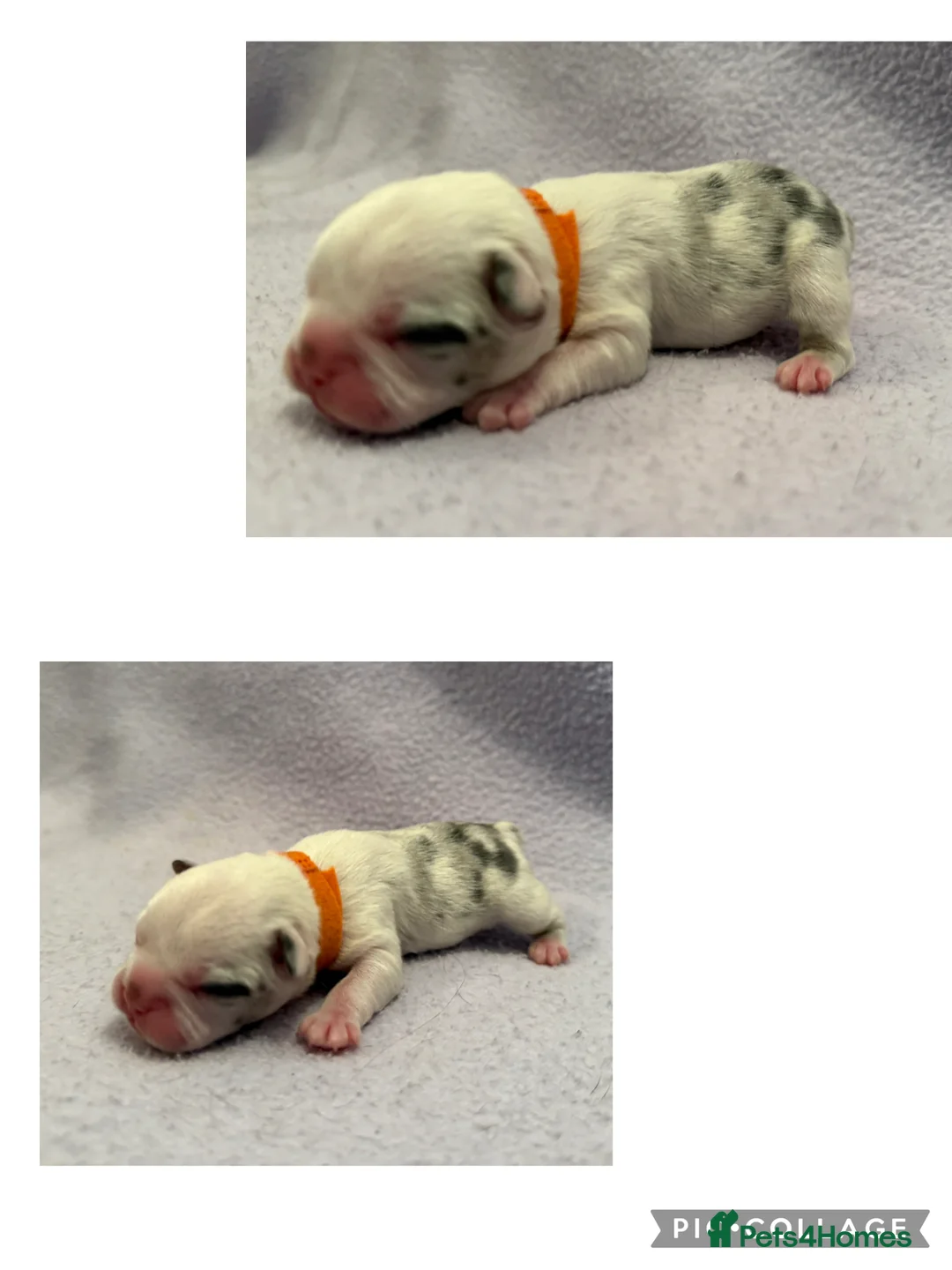 French Bulldog dogs for sale: LAST MALE LEFT beautiful KC reg French Bulldog - Advert 17