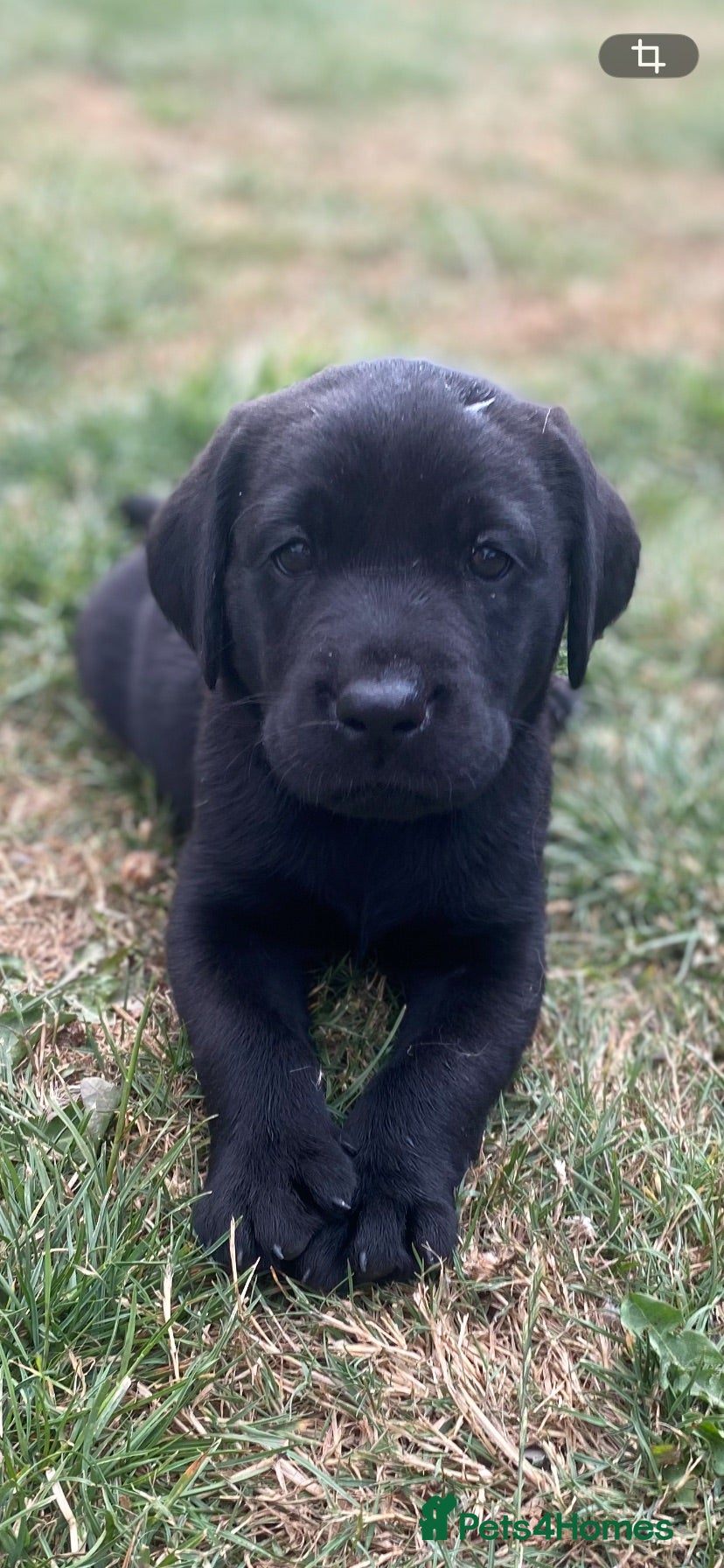 Labrador Retriever dogs Stunning Labrador Puppies  - Advert 11