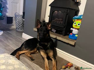 German Shepherd dogs German Shepard puppy - Advert 12