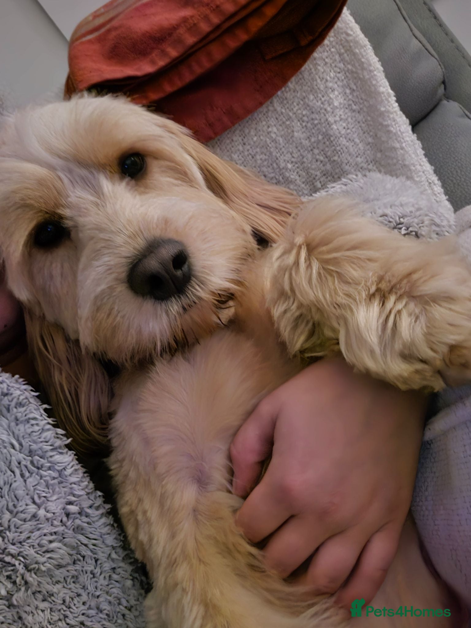 Cockapoo dogs Cockapoo  - Advert 1