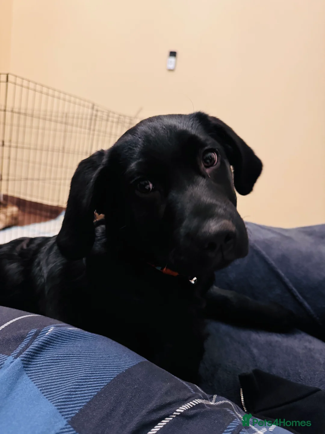 Labrador Retriever dogs for sale: Move home  - Advert 3