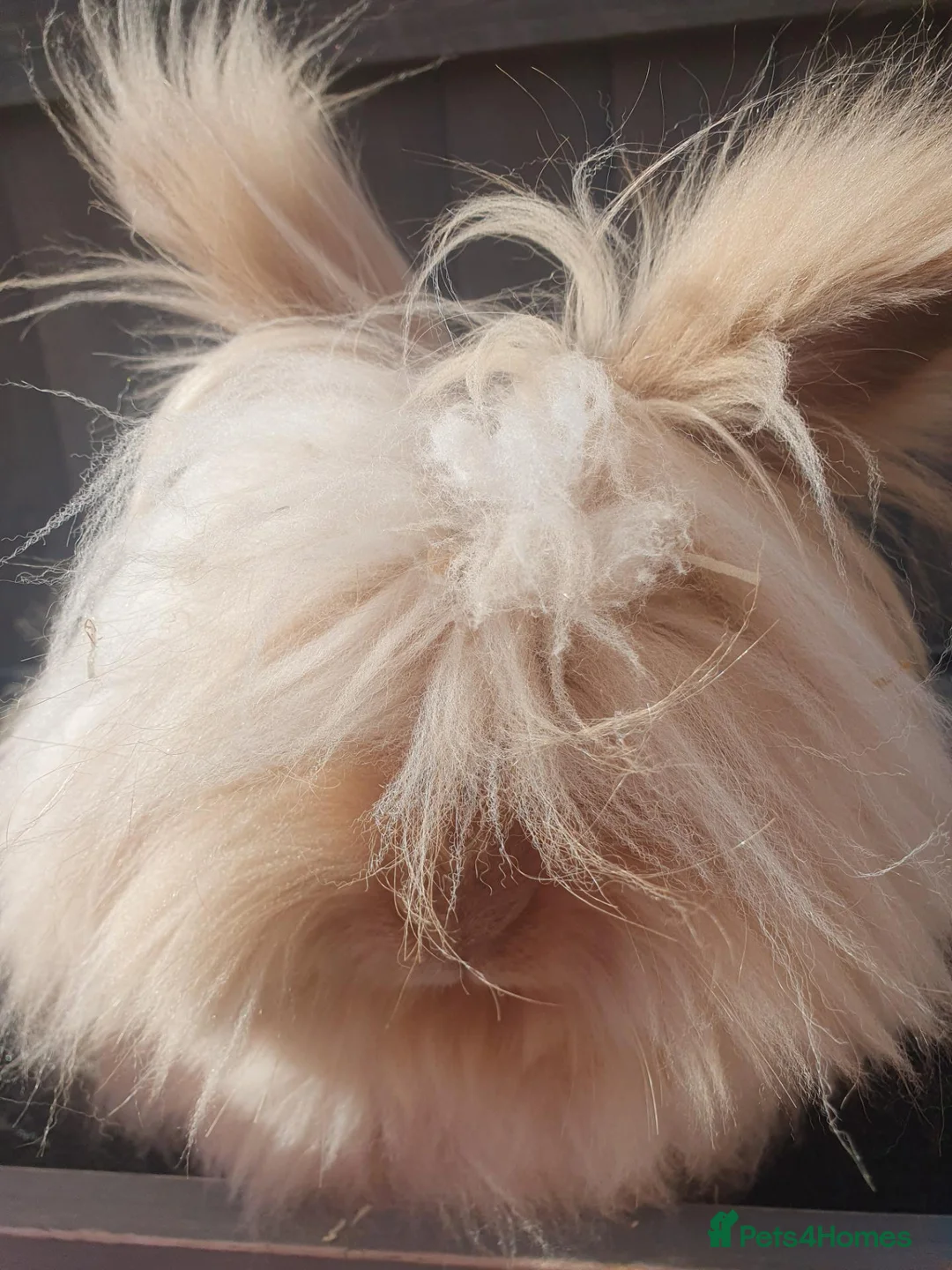 Angora rabbits for sale: Teddydwerg doe - Advert 2