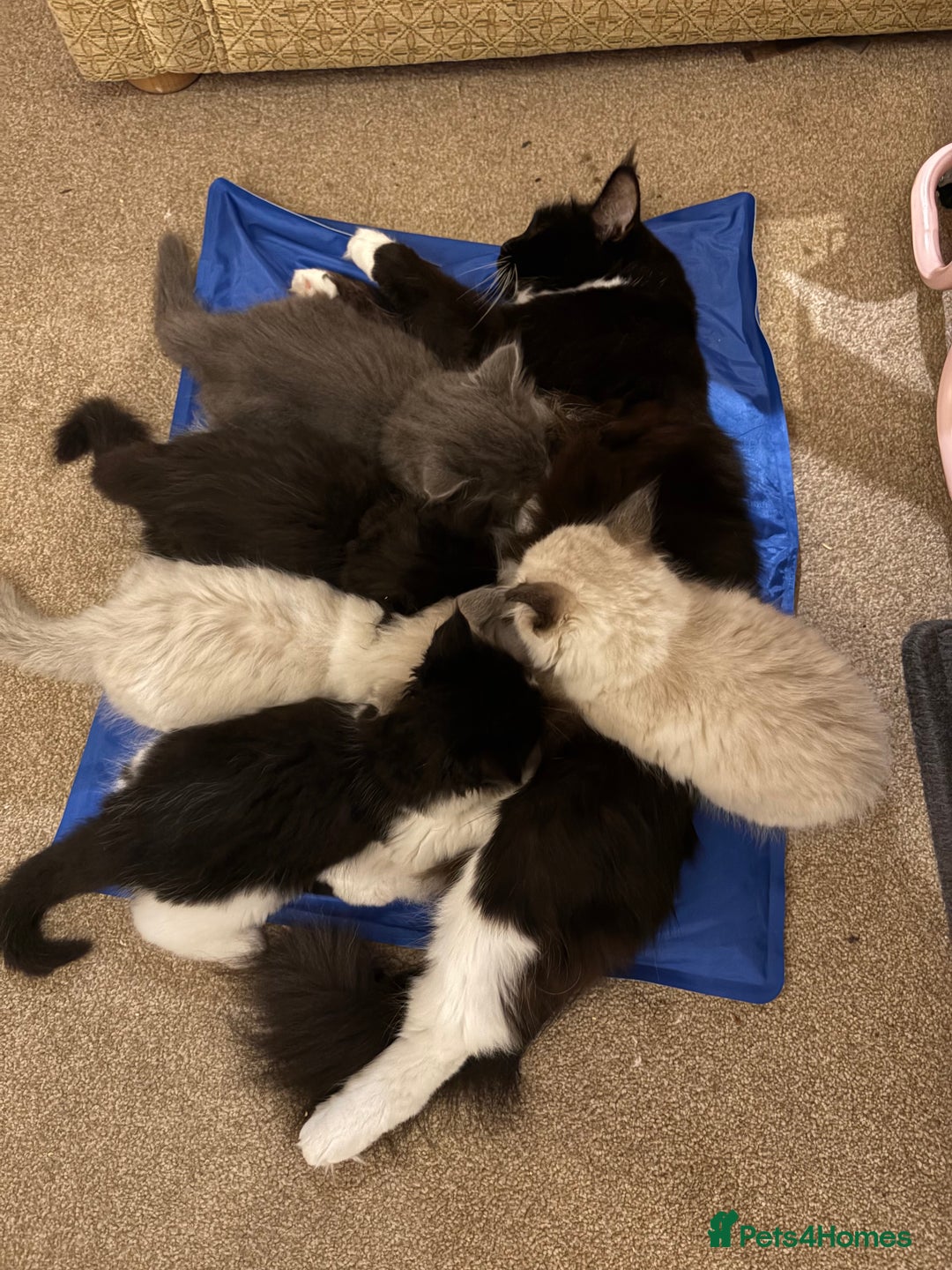 Ragcoon cats for sale: Stunning Maine Coon x Ragdoll kittens - Image 17