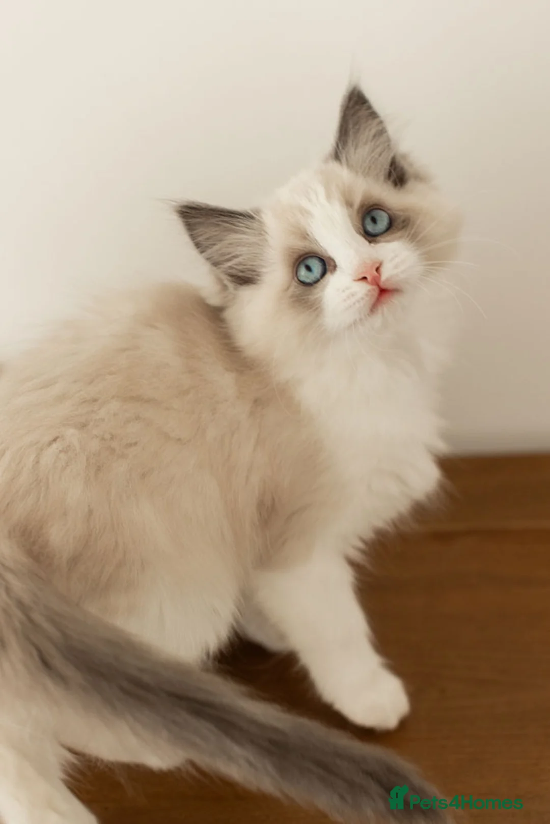 Ragdoll cats for sale: Last Blue Bicolour Ragdoll female available  - Advert 23