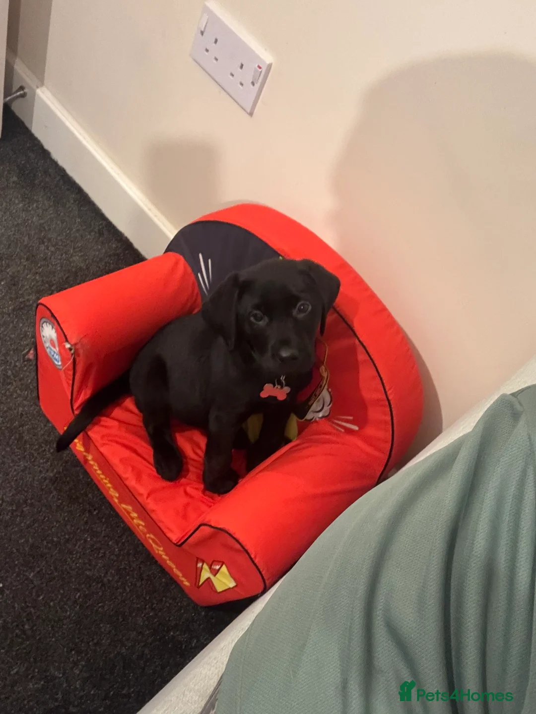 Labrador Retriever dogs for sale: Beautiful 11 week old Labrador  - Advert 2