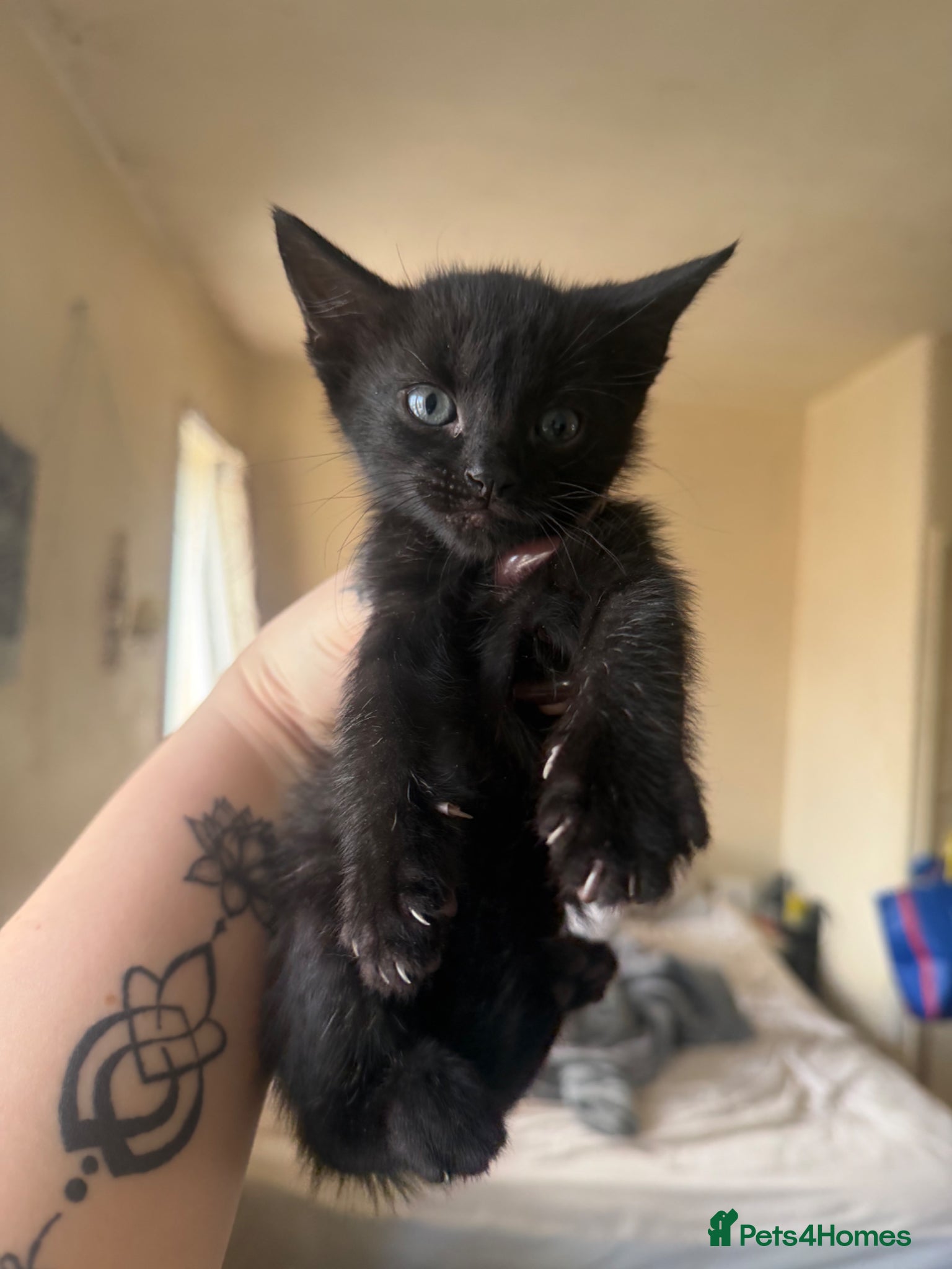 Mixed Breed cats Mixed breed kittens  - Advert 1