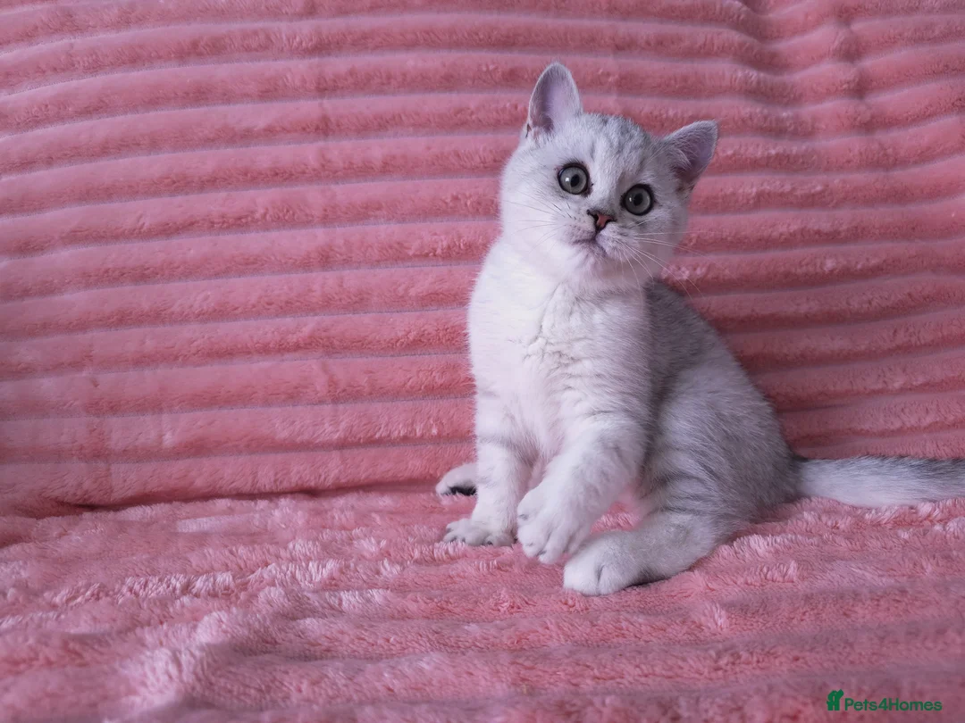 British Shorthair cats for sale: British shorthair AY12 and NS12 - Advert 11