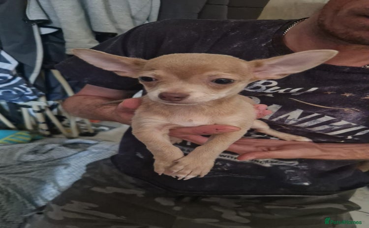 Chihuahua dogs in Gloucester - Advert 8
