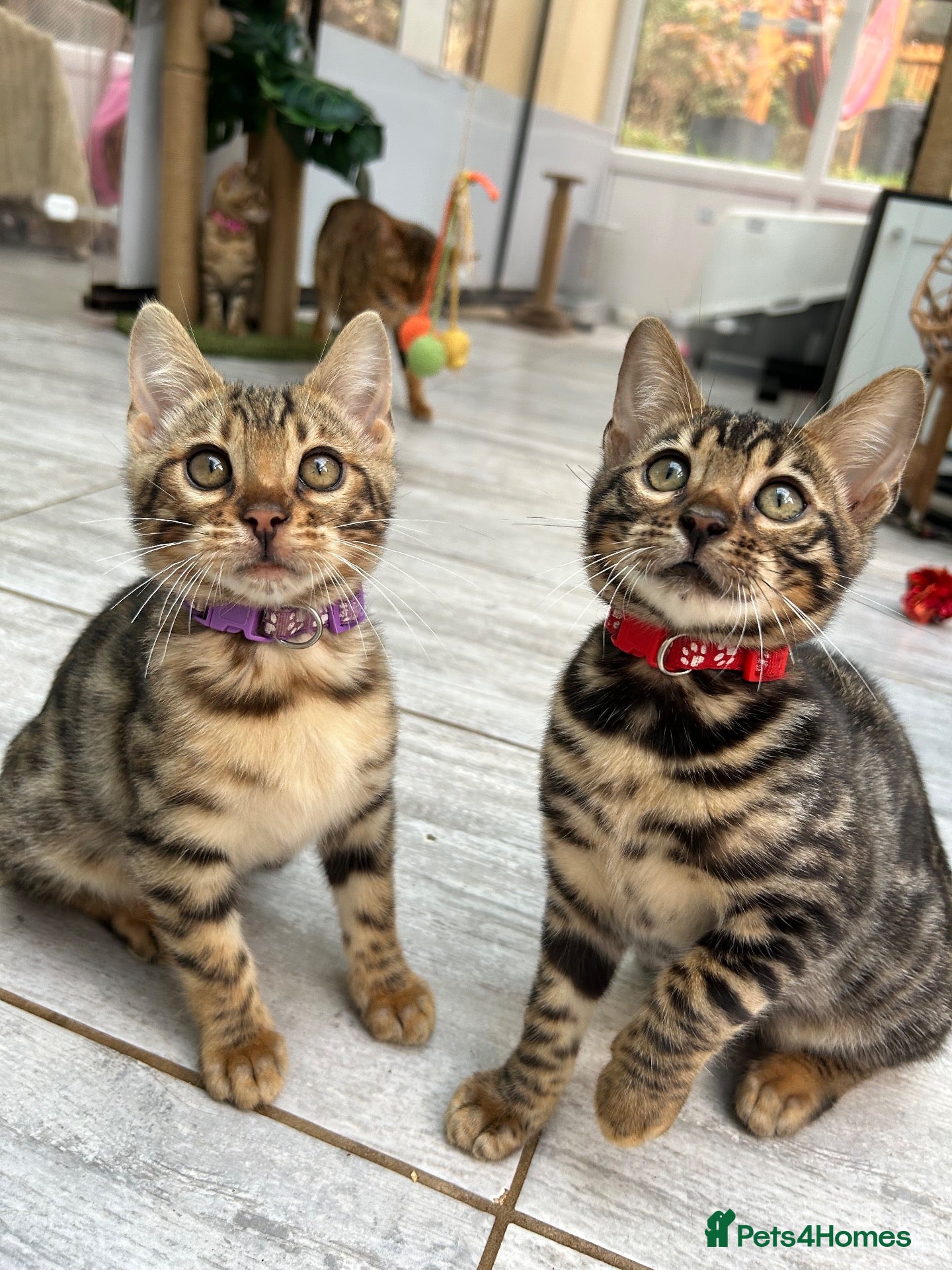 Bengal cats Pure Bengal Kittens ❤️ready for their new home 🏡  - Advert 1
